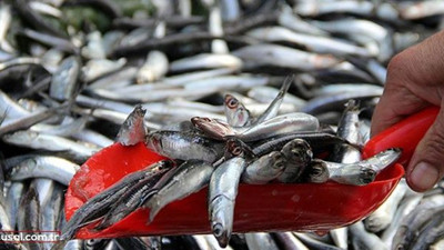 Doğu Karadeniz'de balık ihracatı