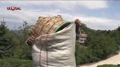 Çay üreticisi maliyetlerin altında eziliyor