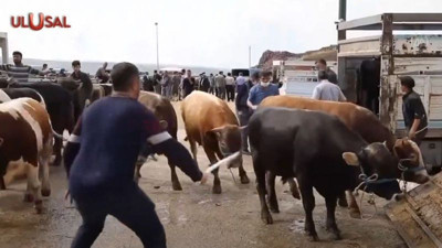 Kurbanlıklarla ilgili uyarılar