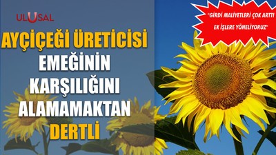Ayçiçeği üreticisi emeğinin karşılığını alamamaktan dertli