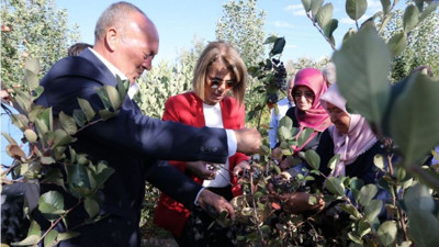 Nevşehir'de aronya hasadı başladı