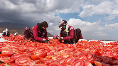 İtalyanların pizzalarında kullandığı sos Bitlis'ten gidiyor! Bitlis domatesleri İtalya ve Avrupa yolcusu