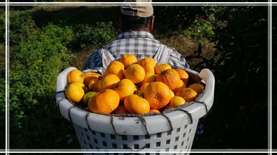 Hatay'da Narenciye Üreticisi Dertli!