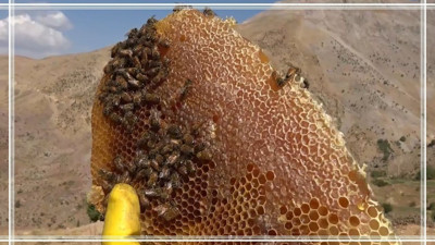 Kilosu 2 Bin 500 Lira Doğal Antibiyotik İlaç! 3 Bin Rakımdan İndirildi