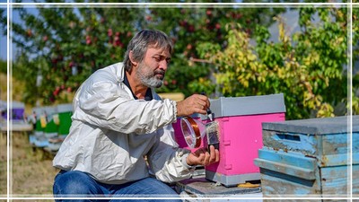 Manyetik Alanların Arı Kovanlarına Etkisi Ortaya Koyuldu