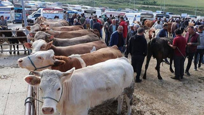 Kurbanlık fiyatları belli oldu! İşte 2024 büyükbaş ve küçükbaş kurban fiyatları ne kadar?