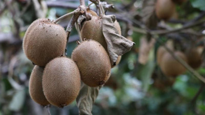 Coğrafi işaretle tescilli! Yalova'da hasadı başladı