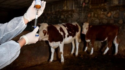 Şap hastalığı paniği: Üç ilçede karantina!