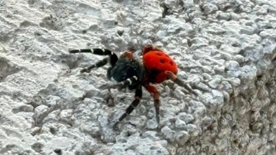 Tehlikedeki tür! Zehirli uğur böceği örümceği Elazığ’da görüldü