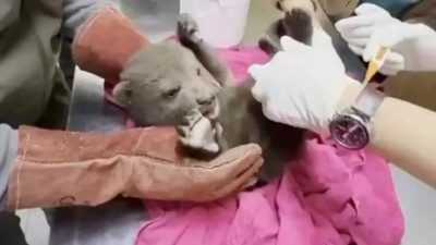 Bitkin halde bulundu: Minik boz ayı artık güvenli ellerde