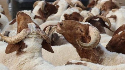 2025 kurbanlık fiyatları belli oldu: Büyükbaş ve küçükbaş kurbanlıklar ne kadar?