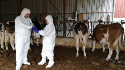 Şap alarmı: Bir köy karantinaya alındı