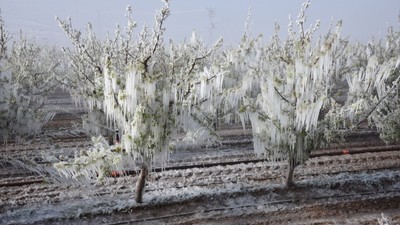 Zirai don tarımı vurdu: Üretici iflasın eşiğinde