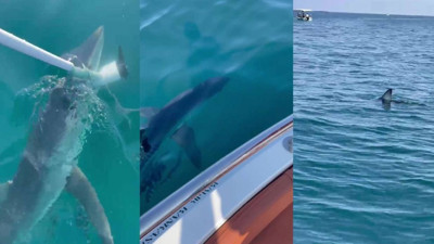 Uzmandan açıklama: Antalya’da köpek balığı paniği