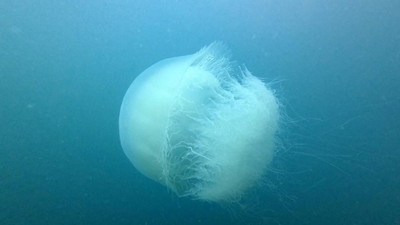 Denizanaları Antalya Körfezi'ne bu yıl uğramadı: Uzmanlardan rahatlatıcı açıklama