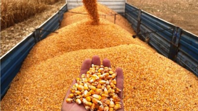 Yerli üretim yetmedi: 1 milyon ton mısır ithal edilecek