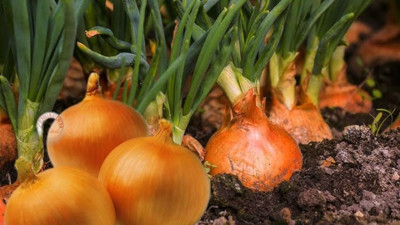 Soğanlarınız sürekli filizleniyor mu? Yanına bunu koymanız yeterli