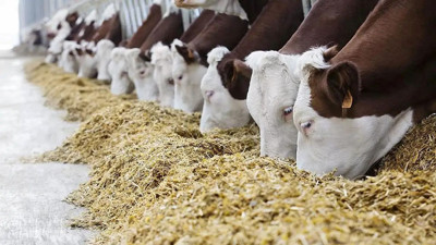 Süt üreticisinin çığlığı: ‘Geçinemiyoruz, yem fiyatına yetişemiyoruz’