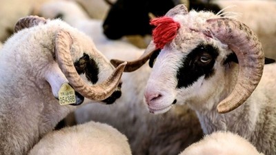 2025 kurbanlık fiyatları belli oldu: İl il küçükbaş ve büyükbaş fiyat listesi