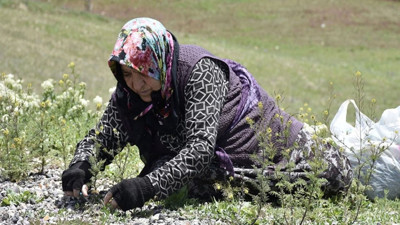 Kilosu bu yıl 100-150 TL arasında! Köylerde mesaisi başladı!