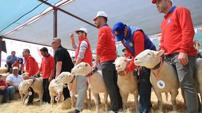 Kayseri'de koyun güzellik yarışması: 11 ilden 100 koyun yarıştı
