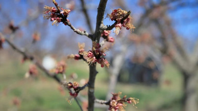 Kuraklık ve zirai don üreticiyi zor durumda bıraktı: Tarımda yüzde 100'e varan kayıp