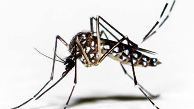 Sivrisinekler size bayılıyor mu? İşte nedenleri