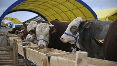 Dikkat: Bu belirtileri olan kurbanlıkları sakın almayın
