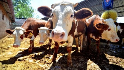 İstanbul'da kurban pazarlarında hareketlilik başladı