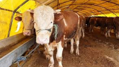 Ankara Yenimahalle'de bulunan Yakacık Hayvan Pazarı'nda besiciler şikayetçi