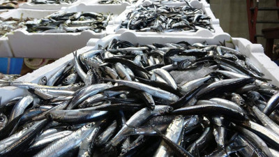 Karadeniz'de balık alarmı: Stoklar hızla tükeniyor