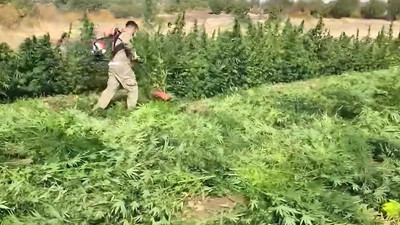 Diyarbakır'da zehir tarlası! 3 milyon 476 bin kök kenevir ve skunk ele geçirildi