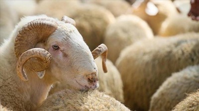 ESK satılmayan kurbanları satın alacak
