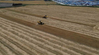 Amik Ovası'nda verim üçte bire düştü: Çiftçi borçla boğuşuyor