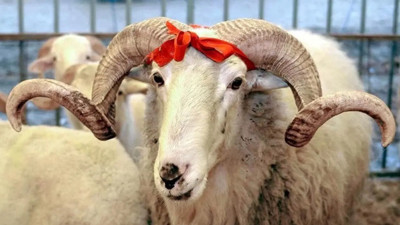 Acemi kasaplar dikkat! İşte kurban kesiminde en çok yapılan hatalar