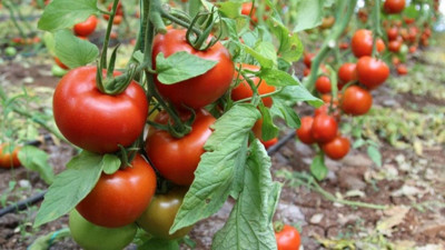 Fiyatlar dipte, maliyetler tavan: Aksu’da domates dalda kaldı