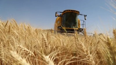 Mardinli çiftçinin bayramı buruk: Buğday fiyatı ve kuraklık belini büktü