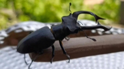 Aman dikkat: Bu böceğe dokunmanın cezası 557 bin TL!