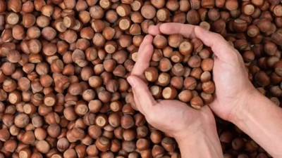 Fındıkta rekor sezon kapıda mı? TMO fiyatı bekleniyor, 300 TL iddiası gündemde