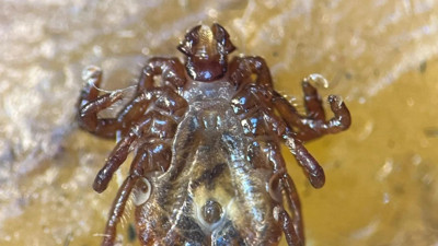 İstanbul'da bulundu, Tokat'ta kesinleşti: 56. kene türü tespit edildi!