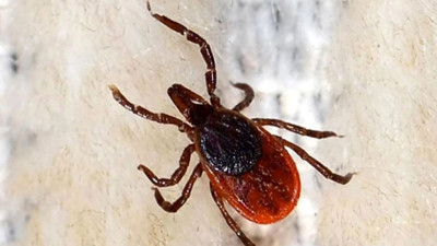 Kene can almaya devam ediyor: Uzmanlardan uyarı geldi