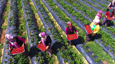 Muğla'da çilek bereketi: Tarlada 80 liraya alıcı buldu