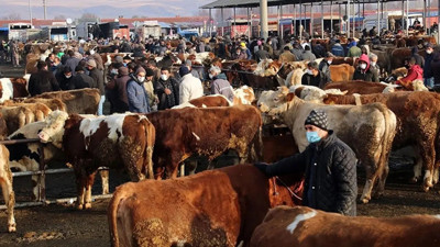 Şap alarmı! 81 ilde hayvan pazarları acil koduyla kapatıldı