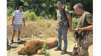 Manavgat'ta hayvan parkından kaçmıştı: Aslan Zeus vurularak öldürüldü