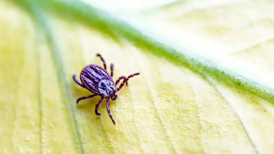 Eskişehir'de kene alarmı! Valilikten hayati uyarı: “Keneyi hafife almayın”