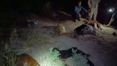 Hatay Erzin'de 67 küçükbaş hayvan öldü