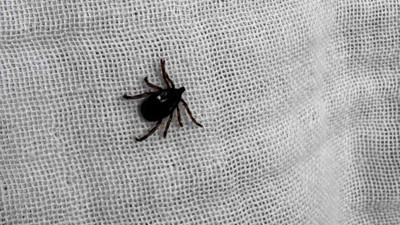 Uzmanlar uyardı: Kene ısırdıysa sakın bu 3 şeyi yapma!