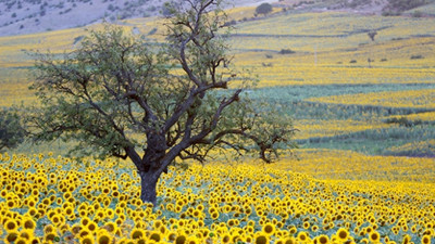 Hatay ve Adana'da ayçiçeği üretimi düşük