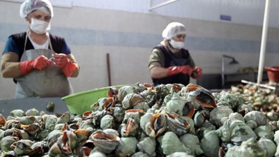 Kimse yemiyor ama ihracatı coştu: Bu ürün 6 ayda 4,5 milyon dolar kazandırdı