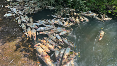 Bartın’da toplu balık ölümleri! İnceleme başlatıldı